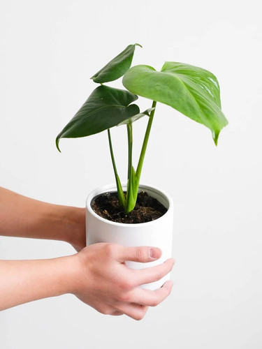 Small Indoor Plants Melbourne | Easy-Care Picks.jpg
