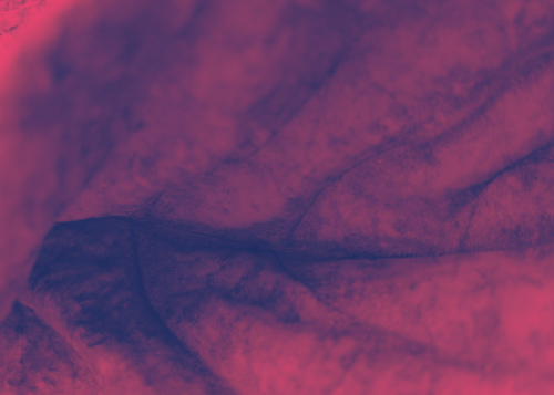 temp.png