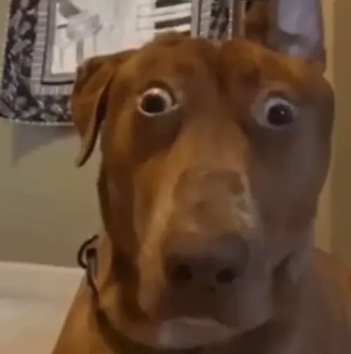 help me find the origin of this damn dog ive looked up like v0 zj7m5n0a2xx91.webp