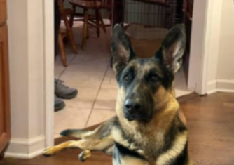 my dog.png
