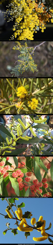 Types of Wattle flowers in Australia.jpg