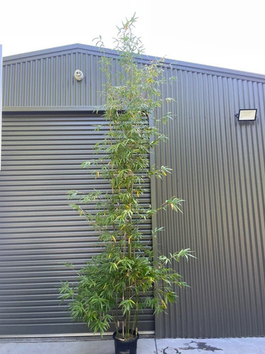 Buy Clumping Bamboo Plants | Gracilis Bamboo in Sydney.jpg