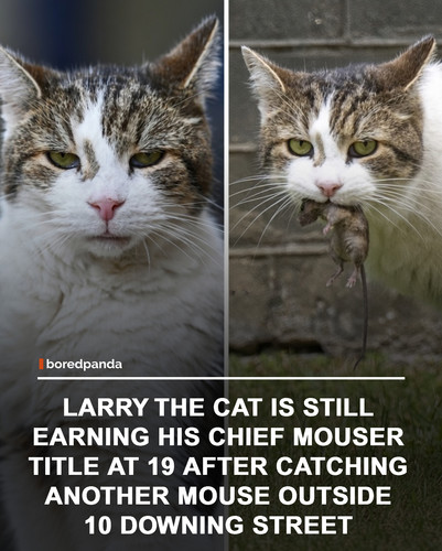 img facts.jpg