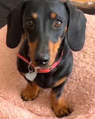 valerie the wiener dog is still being spotted almost 1 5 v0 u5cnulinxdre1.jpg