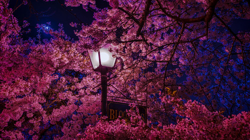 wp11655545 cherry blossom tree 4k wallpapers.jpg