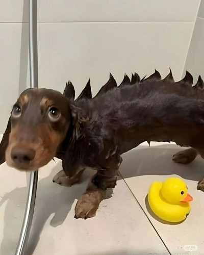 DStmSBkCGWq png 700.jpg