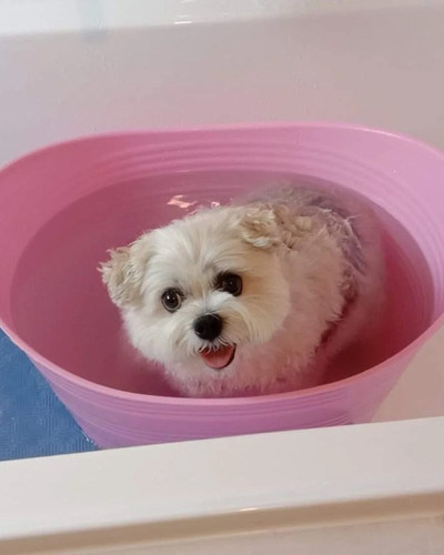 Cute Dog Bath Pictures 6aa915ea6828f 700.jpg