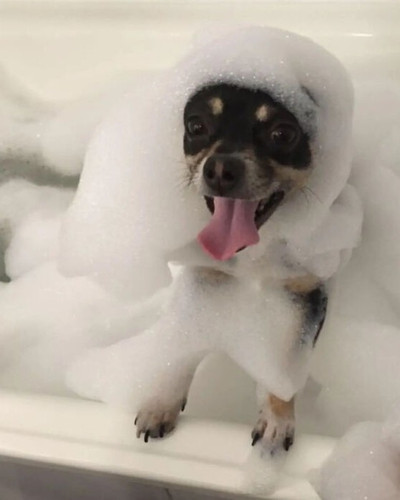 Cute Dog Bath Pictures 6aa90de7e77a7 png 700.jpg