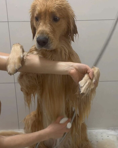 Cute Dog Bath Pictures 6aa90d1e579c1 jpeg 700.jpg