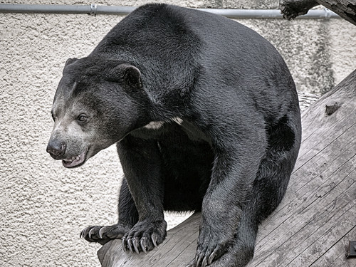 Malaienbär im Profil stützt kräftigen Körper auf Baumstamm im Zoo Gehege..jpg