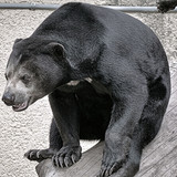 Malaienbär im Profil stützt kräftigen Körper auf Baumstamm im Zoo Gehege.