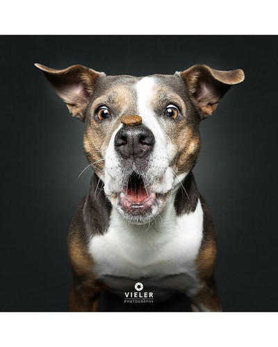32 Senior Dogs Whose Gray Faces Tell A Lifetime Of Stories Photographed By Christian Vieler New Pics.jpg
