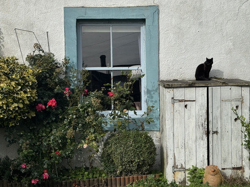 cat.jpg