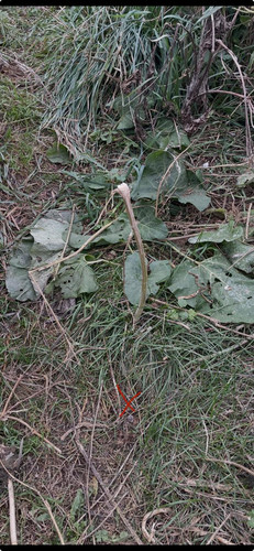6aa77186cdaf5.jpg