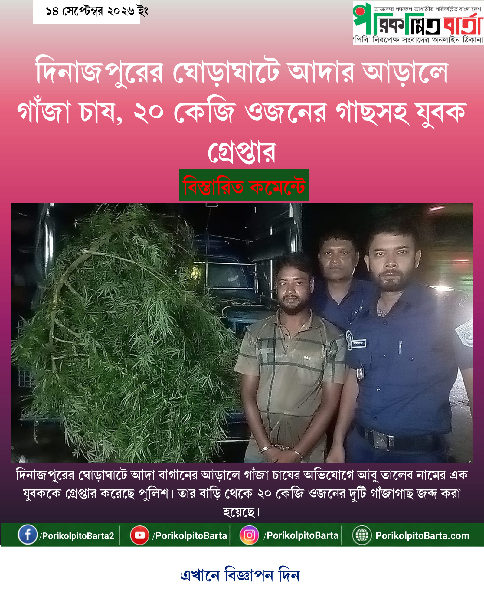 দিনাজপুরের ঘোড়াঘাটে আদার আড়ালে গাঁজা চাষ, ২০ কেজি ওজনের গাছসহ যুবক গ্রেপ্তার