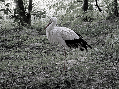 Weißstorch steht einsam auf blätterbedecktem Boden im Drahtgehege des Waldstücks..png