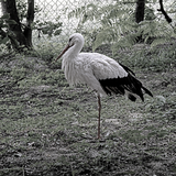 Weißstorch steht einsam auf blätterbedecktem Boden im Drahtgehege des Waldstücks.