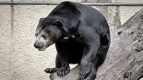 Malaienbär verweilt auf Kletterstamm vor Betonwand des Geheges..jpg