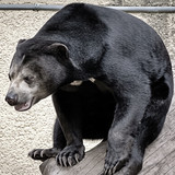 Malaienbär verweilt auf Kletterstamm vor Betonwand des Geheges.