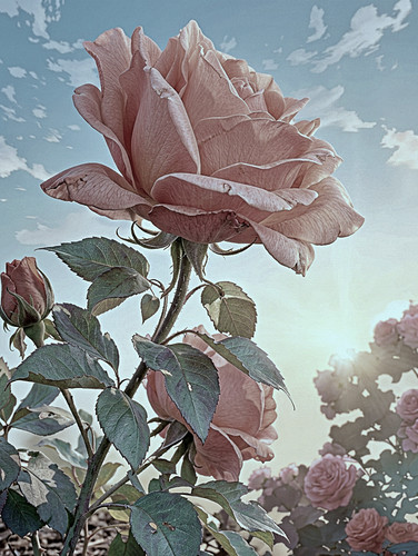 Voll erblühte Pastellrose blüht himmelwärts in nostalgischer Retro Gartenaufnahme..jpg