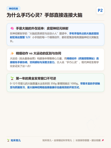 14 P2 神经生理 手部神经与大脑皮层联系.png