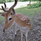 Damhirsch mit Schaufelgeweih blickt nach oben in sonniger Parkanlage.