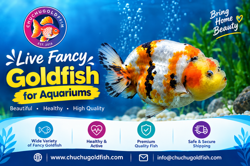 Live Fancy Goldfish for Aquariums.png