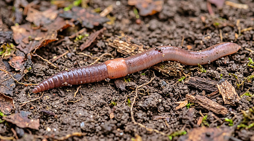 Gewone regenworm [Lumbricus terrestris] 🇳🇱.jpg