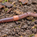 Gewone regenworm [Lumbricus terrestris] 🇳🇱