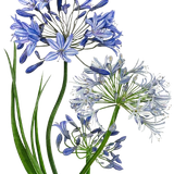 Agapanthus removebg preview.2