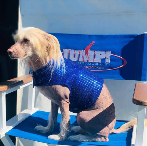 Unforgettable Dog Stunt Show Experience.png