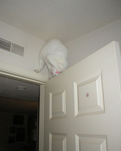 ninja cat hiding funny 49 605.jpg