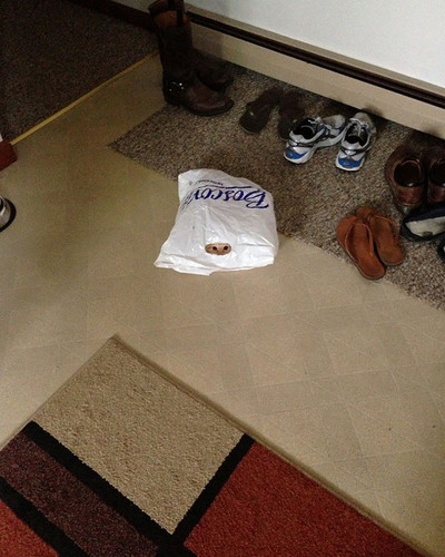 ninja cat hiding funny 101 605.jpg