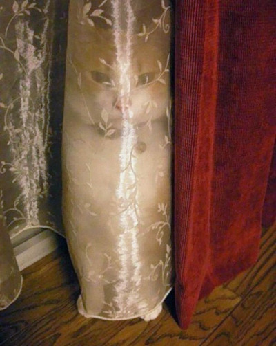 ninja cat hiding funny 103 605.jpg