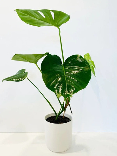 Melbourne Indoor Plants | Office & House Plant Delivery.jpg