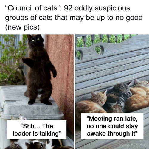 funny cute cat pics councilofcats.jpg