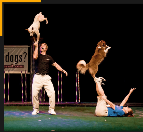 Dog Stunt Show.png
