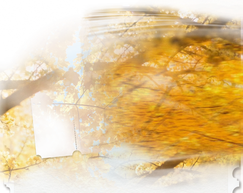 qiuye dingbu.png
