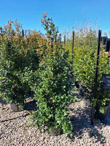 Bamboo Screening in Sydney | Best Privacy Screening Plants.jpg