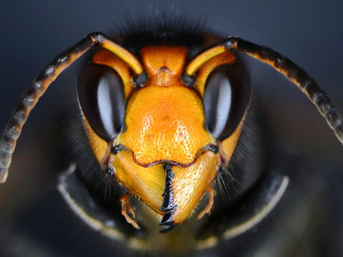 asianhornet.jpg