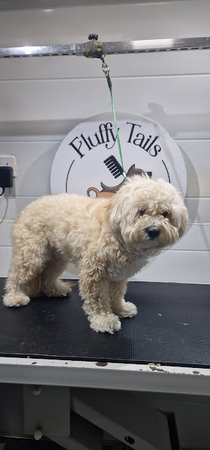dog grooming home service doha.jpg