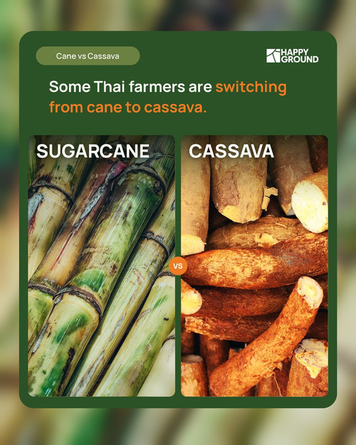 2026 10 12 cane cassava.jpg