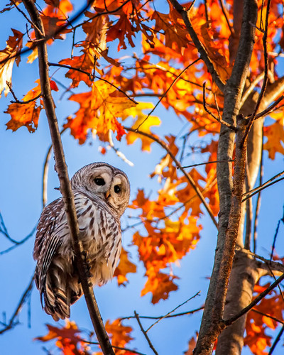 animals in autumn 16 880.jpg