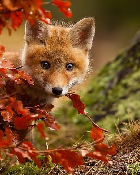 animals autumn photography 4 880.jpg