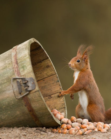 animals in autumn 10 880.jpg