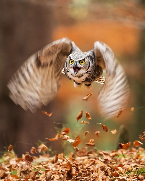 animals in autumn 211 880.jpg