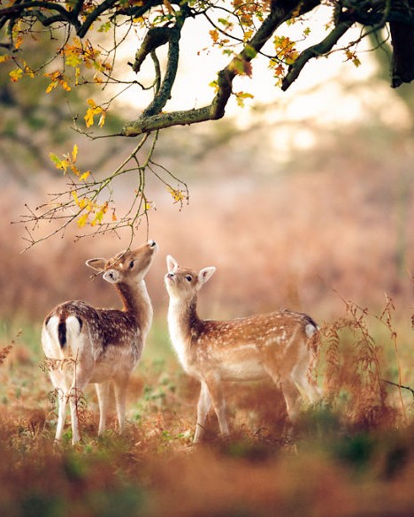 animals in autumn 45 880.jpg