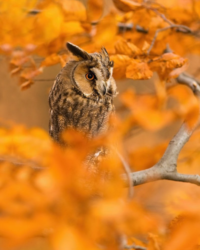 animals autumn photography 2 880.jpg