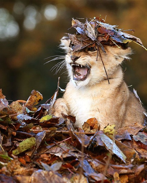 animals in autumn 4.jpg