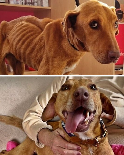6ac786c741dec before and after rescue dogs sidewalk specials 700 bordered.jpg